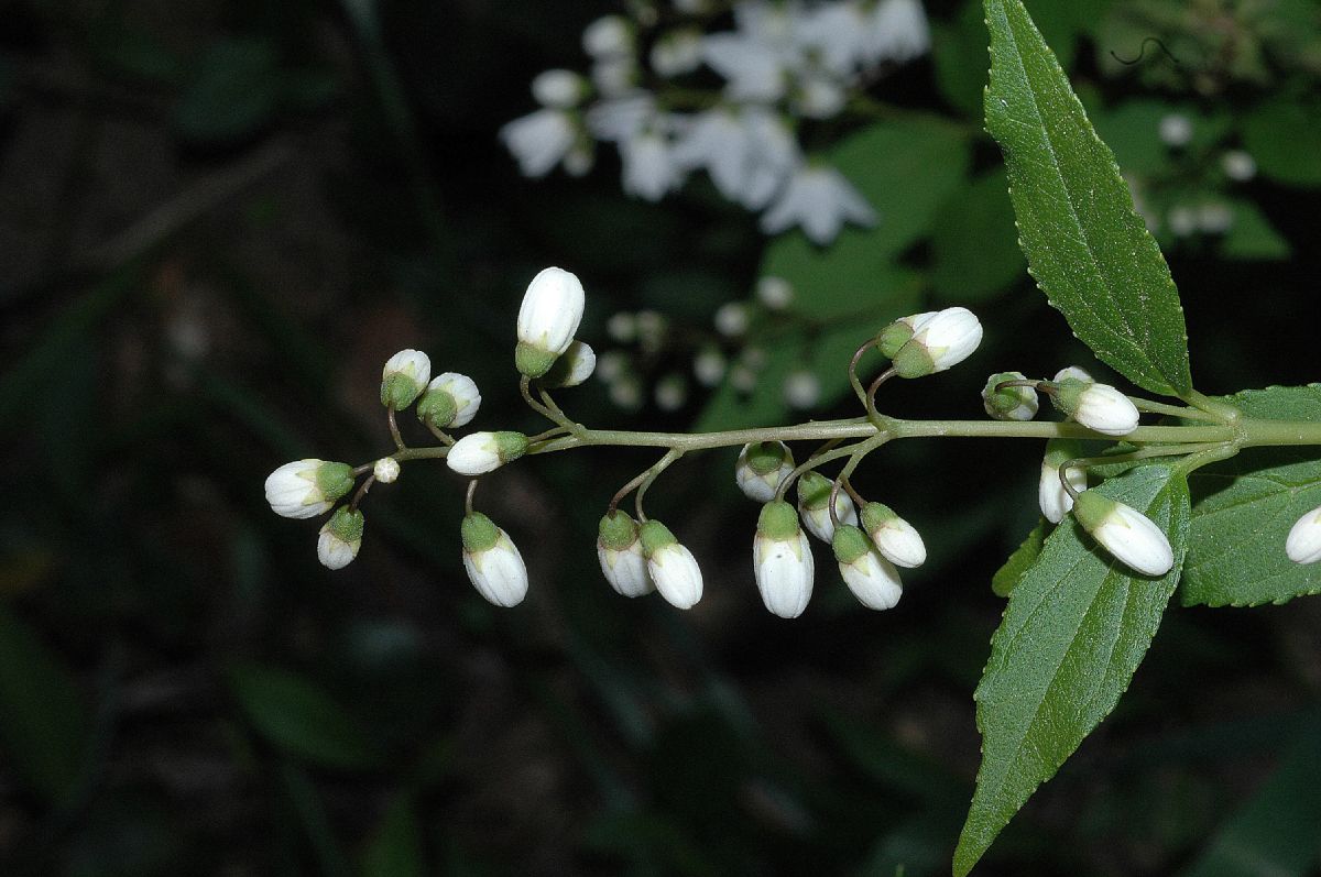 Deutzia garcilis